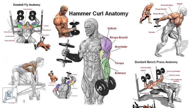 5 #Dumbell #Exercices for explosive #muscle growth - #Hammer Curl #Anatomy - #Dumbell Fly Anatomy #Dumbell #Bench Press Anatomy